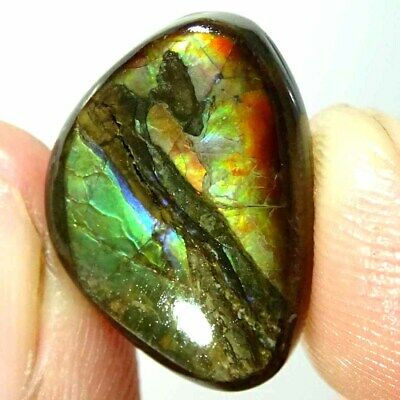 10.60Cts Natural Fire Ammolite Fancy Cabochon Loose Gemstone