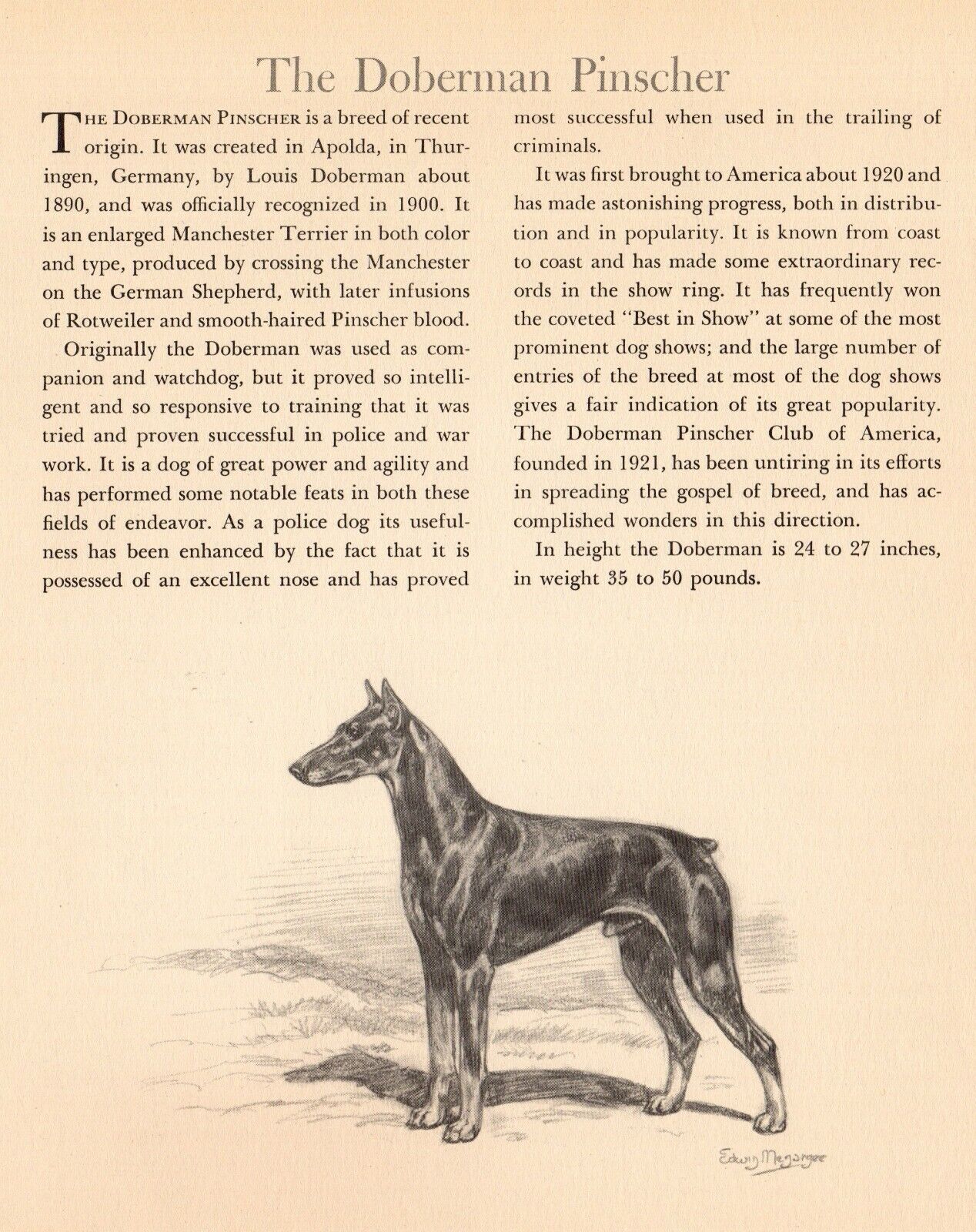 1942 Antique Doberman Dog Art Print Edwin Megargee Doberman Pinscher Print 3998h
