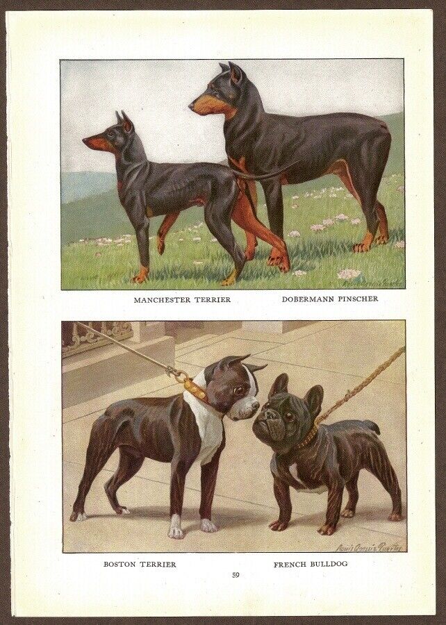 Bulldog Terriers Doberman Dog Print By Fuertes 1919