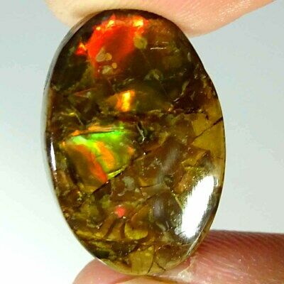 16.50Cts Natural Fire Ammolite Oval Cabochon Loose Gemstone
